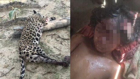 Ataque de onça deixa menina de 8 anos em estado grave no Pará: o que se sabe?