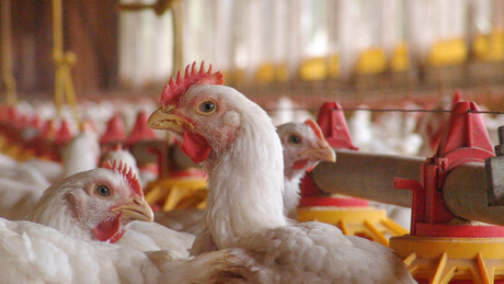 China e México impõem barreiras contra a carne de aves brasileira