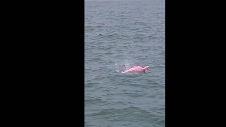 VÍDEO: Raros golfinhos rosas são vistos na costa de Omã — real ou IA?