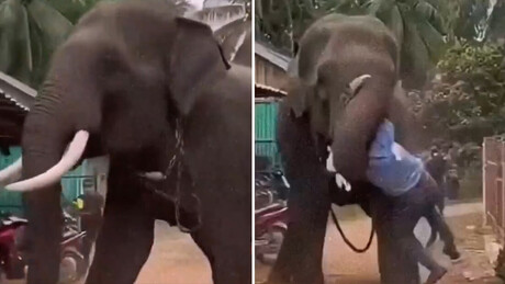 VÍDEO: Elefante rompe correntes e ataca tratador na Índia
