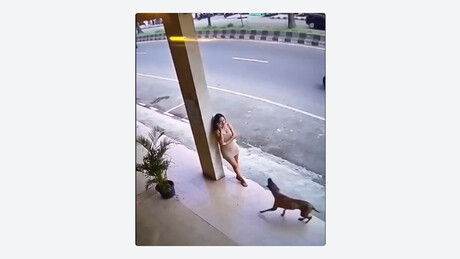 VÍDEO: Cachorro evita tragédia ao alertar jovem sobre desabamento