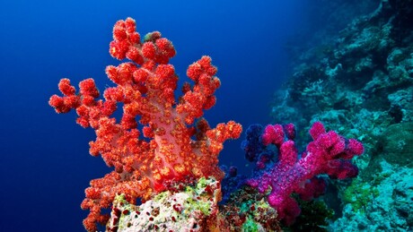 Recifes de coral entram em estado crítico e podem colapsar até 2075, segundo pesquisa