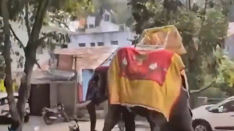 VÍDEO: Elefante surta e arremessa plataforma de 650 kg durante festival na Índia