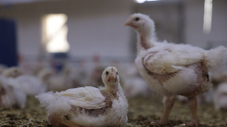 União Europeia prepara liberação de frango e mel do Brasil, mas mantém veto à carne bovina