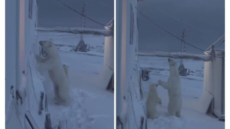 VÍDEO: Ursa-polar e filhote tentam invadir prédio por janela no extremo norte da Rússia