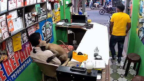 VÍDEO: Macaco 'carinhoso' invade loja na Índia e surpreende comerciante com abraço inesperado
