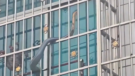 VÍDEO: Cobra de 8 kg sobe em varanda de prédio residencial na China