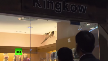 Wildschwein sorgt in Hongkong für Unruhe im Shopping Center