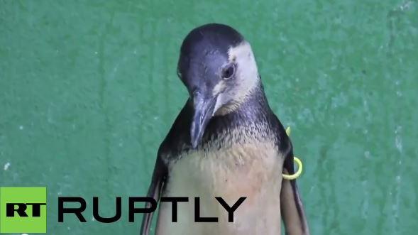 Brasilien: Immer mehr Pinguine stranden und verenden an der Küste - Ursache unklar