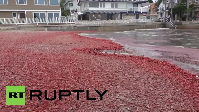 Massives Krabbensterben färbt Kaliforniens Küsten rot