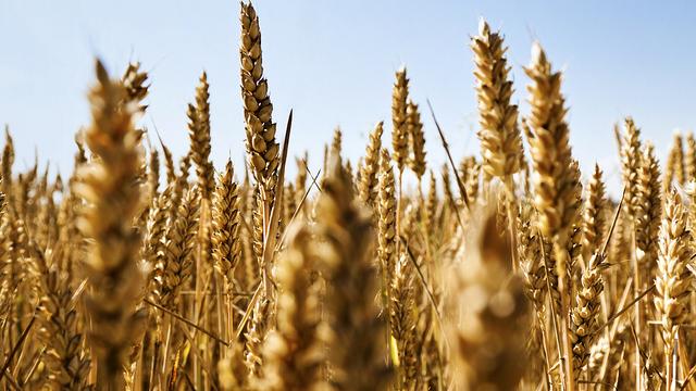 "Weder Anbau noch Import" - Russland bekräftigt Nein zu gentechnisch modifizierten Nahrungsmitteln