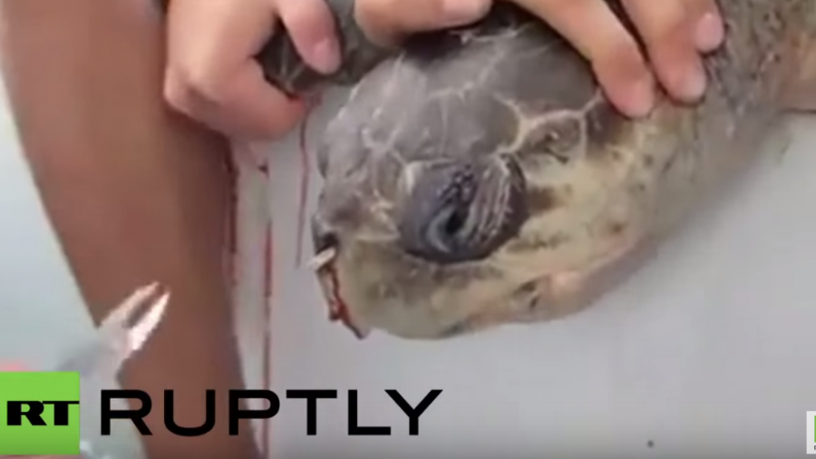 Unglaublich: Diese Meeresschildkröte hat einen 12 cm langen Strohhalm in der Nase