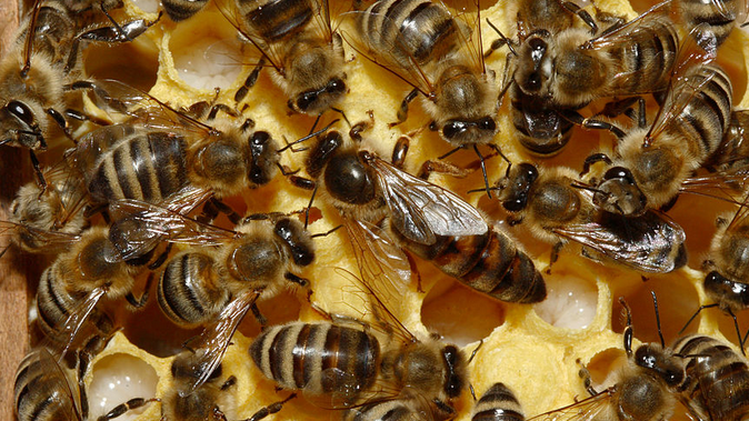 US-Gericht verbietet Einsatz von Bienenkiller-Insektizid - In der EU ist der Giftststoff weiterhin zugelassen