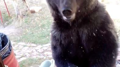Sibirien – Wenn ein Braunbär sich selbst zum Frühstück in der Datscha einlädt