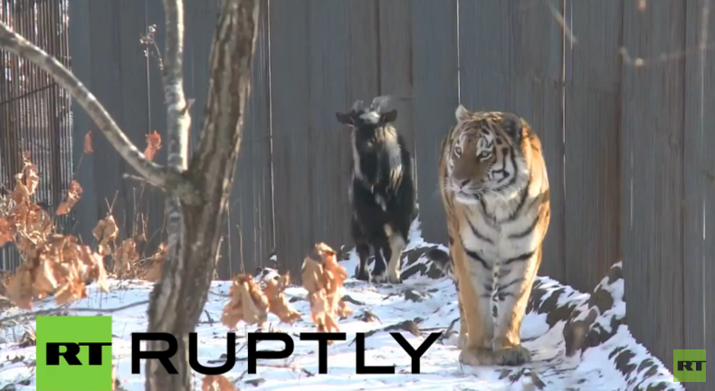 Russland: Ein ungewöhnliches Duo – Eine Ziege folgt einem Tiger auf Schritt und Tritt