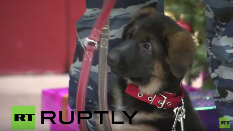 Moskau: Schäferhundwelpe und „Ersatz-Polizeihund“ Dobrinja offiziell an Frankreich übergeben