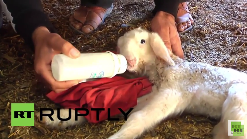 Palästina: Doppelköpfiges Lamm auf Bauernhof in Chan Yunis geboren