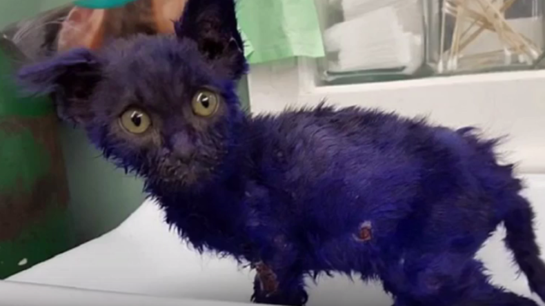 Hunden zum Fraß vorgeworfen und lila gefärbt: Smurf, ein Kätzchen, das unglaublich gequält wurde