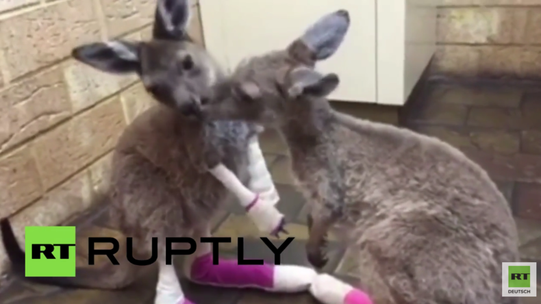 Baby-Kängurus mit starken Verbrennungen aus Buschfeuer in Australien gerettet