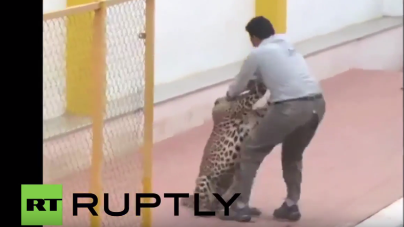 Indien: Leopard verirrt sich in Schule und verletzt sechs Menschen