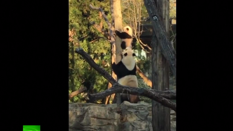 Herzerwärmend: Panda-Bärin bringt ihrem Jungen das Klettern bei