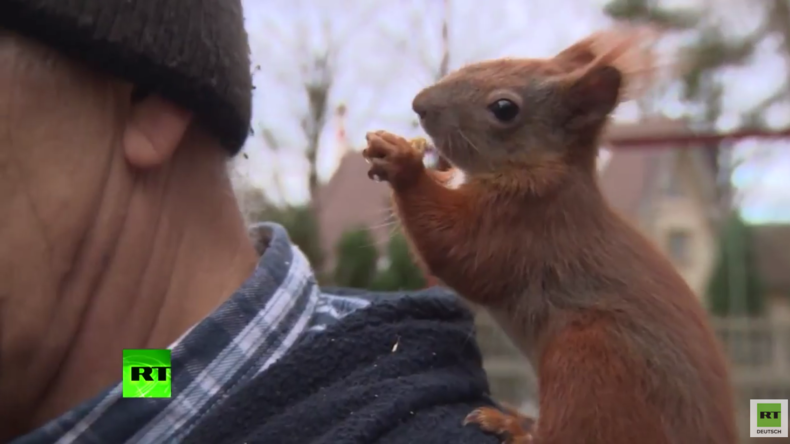 Er rettete dem Eichhörnchen das Leben – Nun folgt es ihm auf Schritt und Tritt