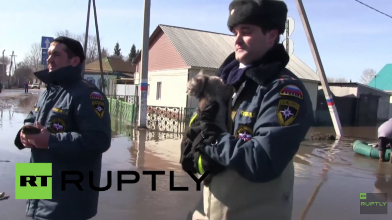 Russland: Tiere nach schwerer Überschwemmung aus Mini-Zoo „Arche Noah“ gerettet 