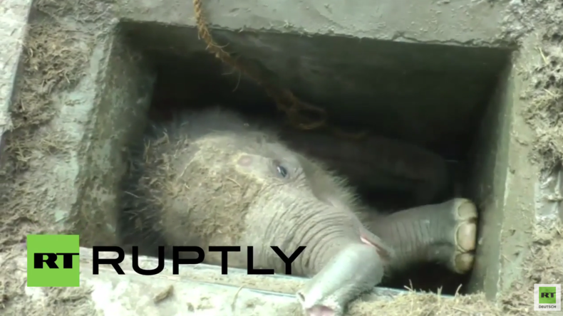 Sri Lanka: Tierretter zerren völlig erschöpften Babyelefanten aus Abflussschacht in Hambantota 