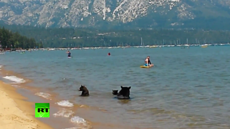 Ungewöhnliche Badegäste - Bärenfamilie gesellt sich zu Menschen am See und gönnt sich eine Abkühlung