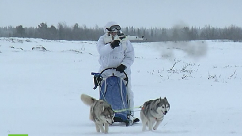 Russisches "Arktis-Kommando": Militärtraining mit Schlittenhunden und Rentieren