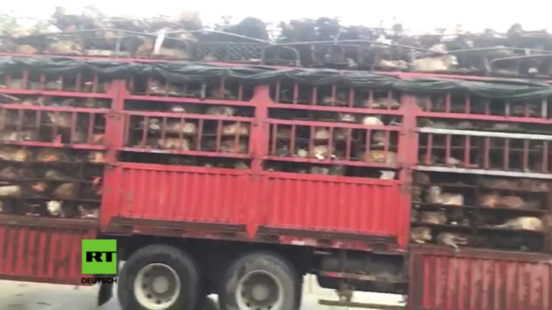 Russische Aktivisten retten 1.300 Hunde und Katzen vor Schlachtung bei Yulin-Festival in China 