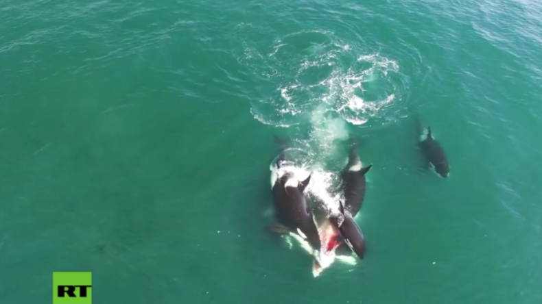 Sensationelle Drohnen-Aufnahmen aus Russland: Orcas attackieren und vertilgen Wal