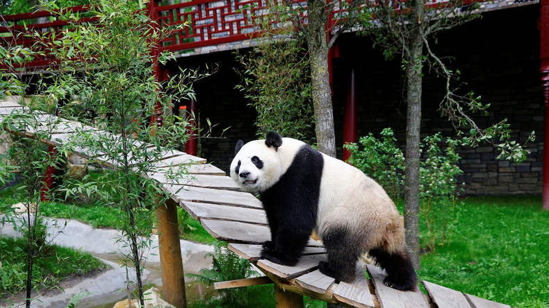 Live: Merkel und Xi Jinping bei gemeinsamen Festakt im Berliner Zoo für Panda-Pärchen Meng und Quing