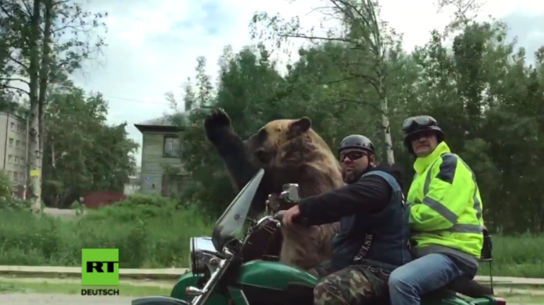 Verrückte Verkehrsvideos aus Russland - Bär fährt in Motorradgespann mit und grüßt Autofahrer