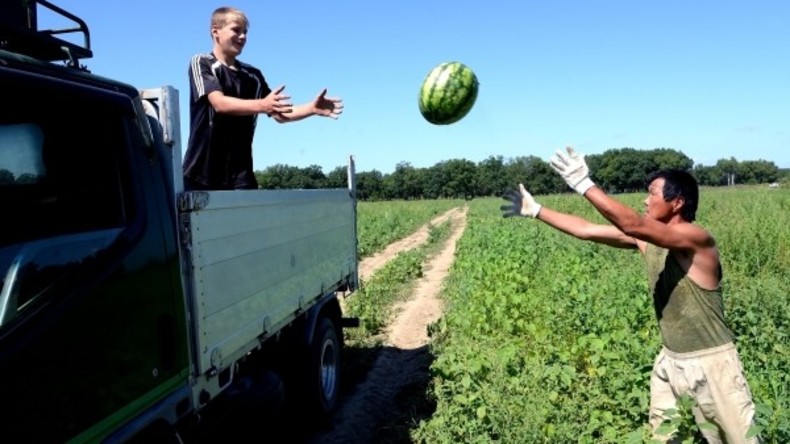 Russland: Fang! - Wassermelonenernte im Gebiet Chabarowsk