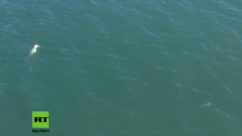 USA: Mann schwimmt der Polizei davon und wird stattdessen von Hai verfolgt