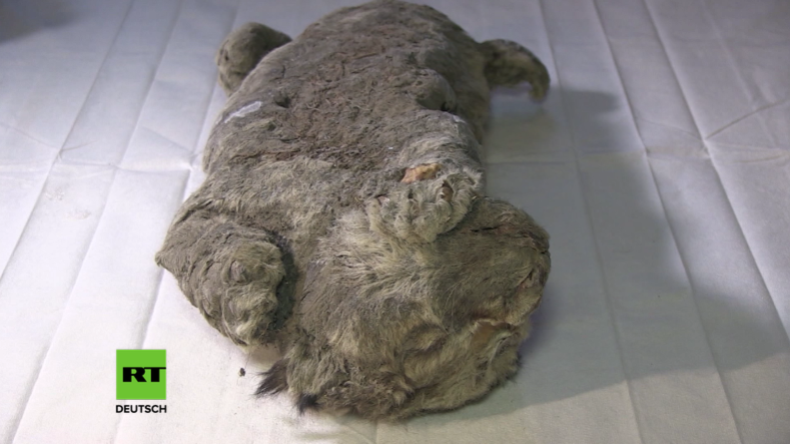 Eindrucksvoll: 50.000 Jahre altes und komplett erhaltenes Löwenbaby in Russland gefunden