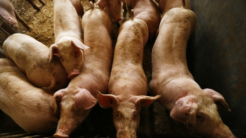 Moskau: Entschädigungsforderungen der EU im Schweinefleisch-Streit sind "unbegründet"