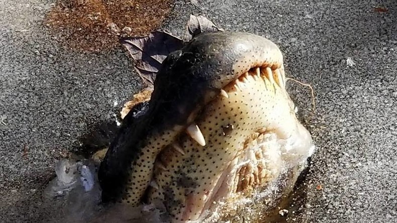 "Erstaunliche Überlebenstechnik": Alligatoren frieren bei anomaler Kälte in USA im Teich ein [FOTOS]