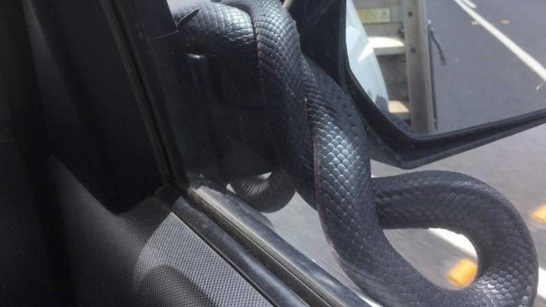 Giftschlange fährt in Australien per Autostopp mit 