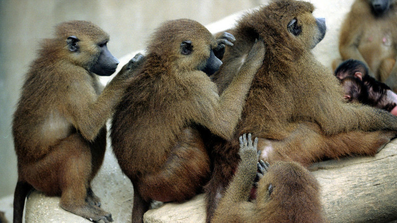 Misslungener Ausbruch: Massenflucht der Paviane löst Evakuierung in Pariser Zoo aus 
