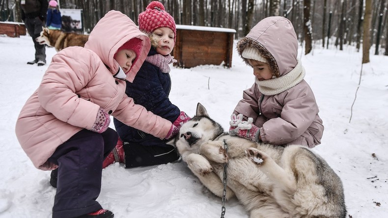 Alljährliche Husky-Therapie für Groß und Klein startete in Moskauer Sokolniki-Park