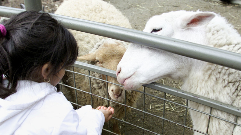 Entrüstung in Berlin-Neukölln: Trächtiges Schaf in Streichelzoo geschlachtet 