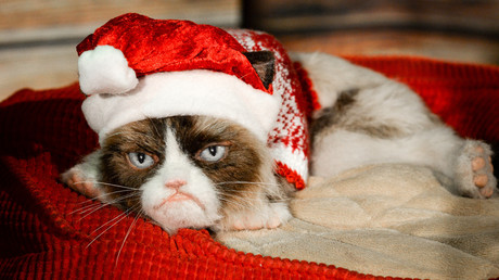 Wertvoller Miesepeter: Grumpy Cats Frauchen gewinnt Rechtsstreit über 700.000 US-Dollar