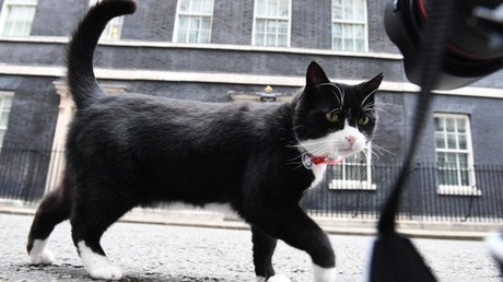Britisches Außenamt verbietet Mitarbeitern, den offiziellen Mäusefänger zu füttern