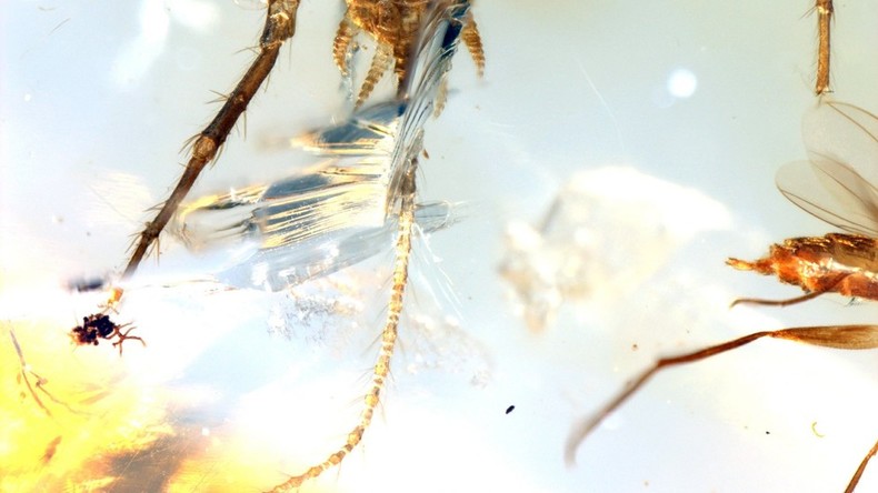 Rund 100 Millionen Jahre alte Spinne mit Schwanz in Bernstein entdeckt 