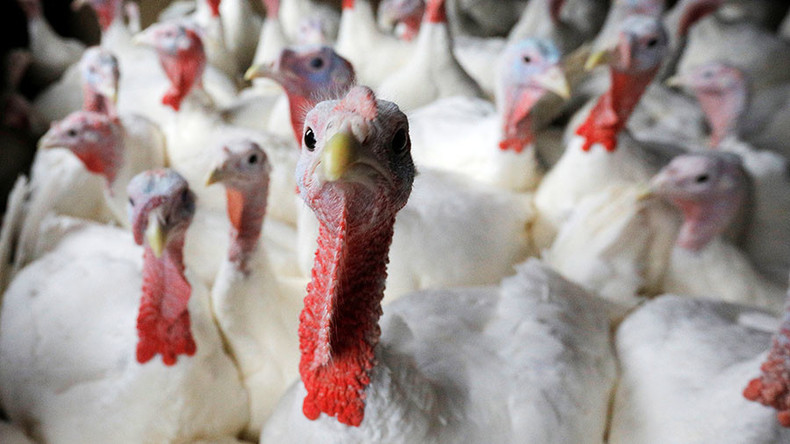 Britisches Militär versetzt Hühner in Schrecken und entschädigt Landwirte mit 2,3 Millionen Euro
