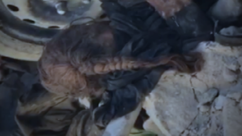 Mossul ein Massengrab - Nach Monaten noch immer mit Leichen übersät und ohne Hilfe