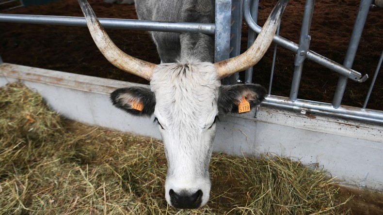 Einsatz genmodifizierter Futtersätze in Tiernahrung in zwei EU-Ländern nachgewiesen
