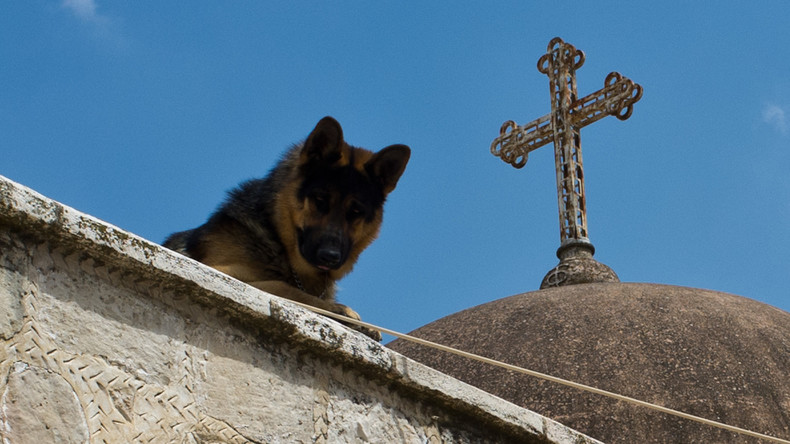 Treu bis in den Tod: Hund aus Argentinien stirbt nach elf Jahren Wache am Grab seines Herrchens